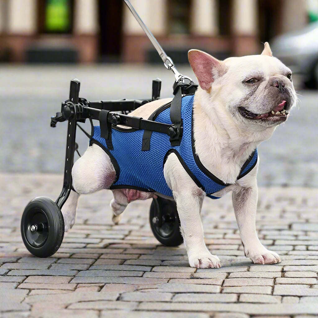 כיסא גלגלים שיקומי לחיות מחמד