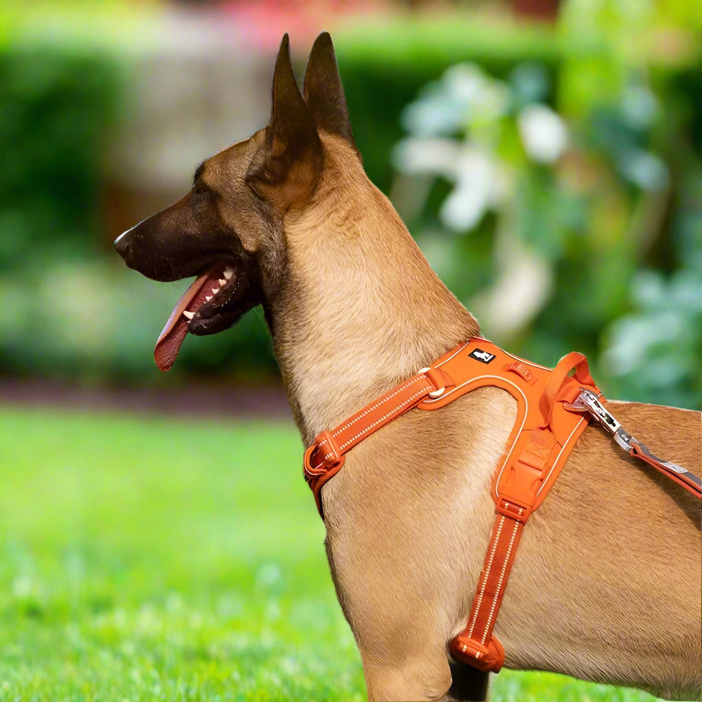 רתמה איכותית – לשליטה ונוחות