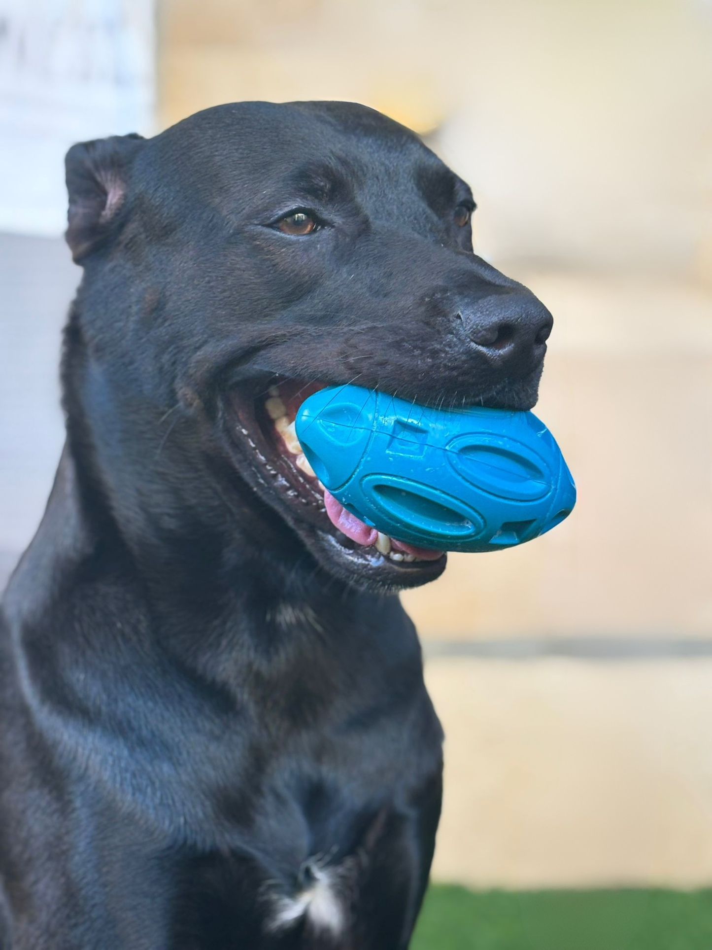 פוטבול מיוחד לכלבים
