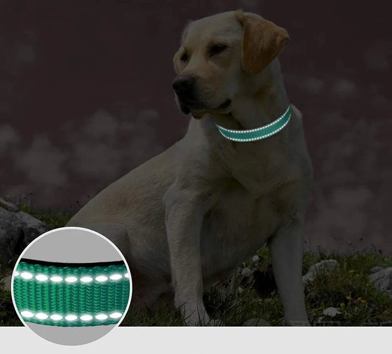 קולר זוהר בחושך – בטיחות ונראות בלילה